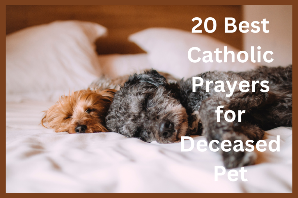 20 Best Catholic Prayers for Deceased Pet