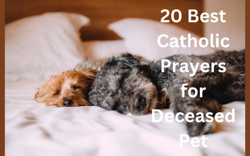 20 Best Catholic Prayers for Deceased Pet