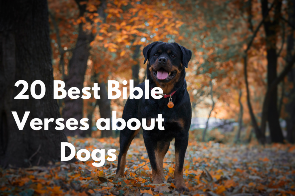 20 Best Bible Verses about Dogs