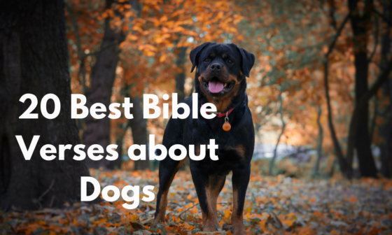 20 Best Bible Verses about Dogs