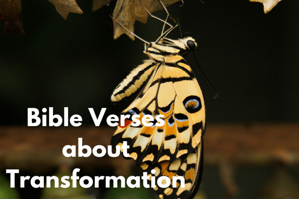 Bible Verses about Transformation