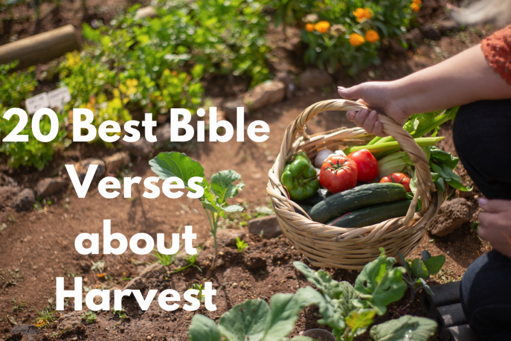 20 Best Bible Verses about Harvest