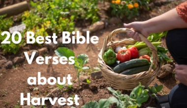 20 Best Bible Verses about Harvest