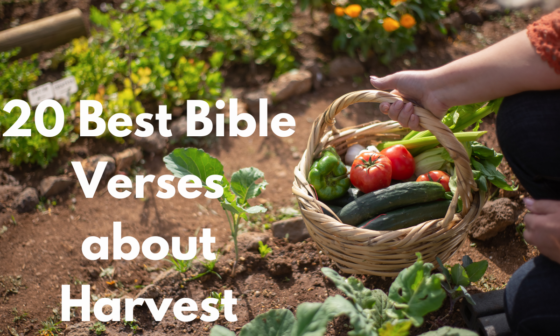 20 Best Bible Verses about Harvest