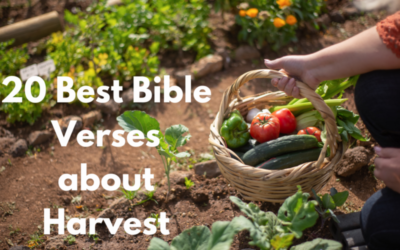 20 Best Bible Verses about Harvest