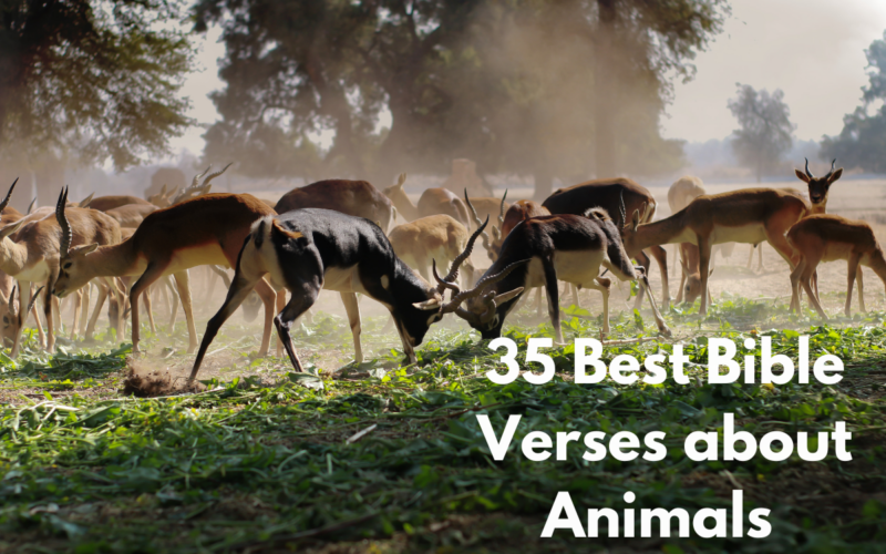 35 Best Bible Verses about Animals