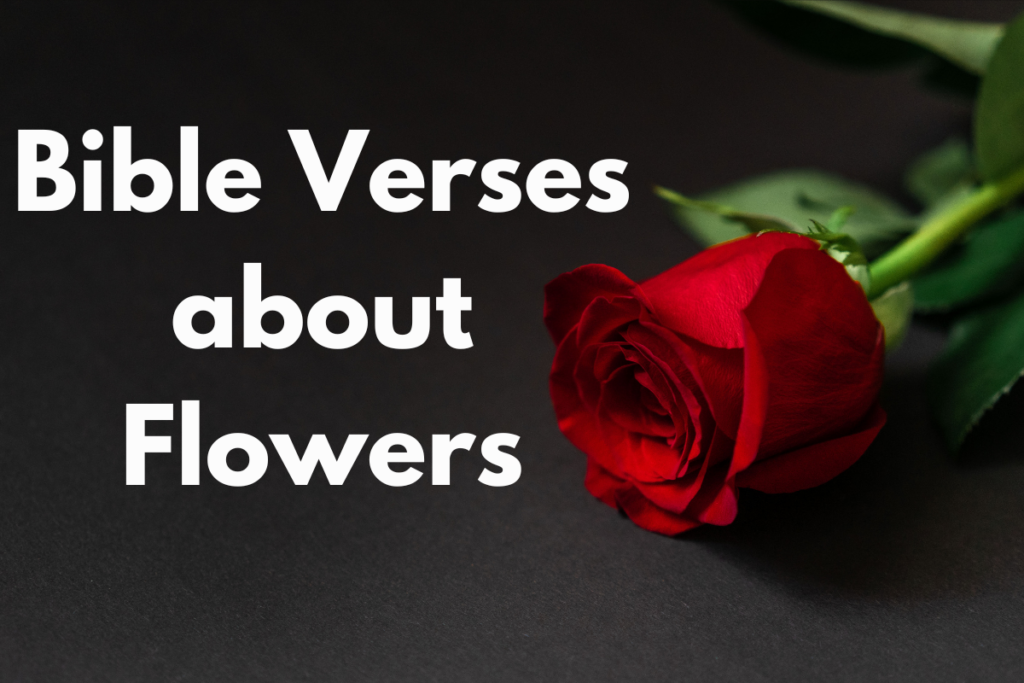 Bible Verses about Flowers