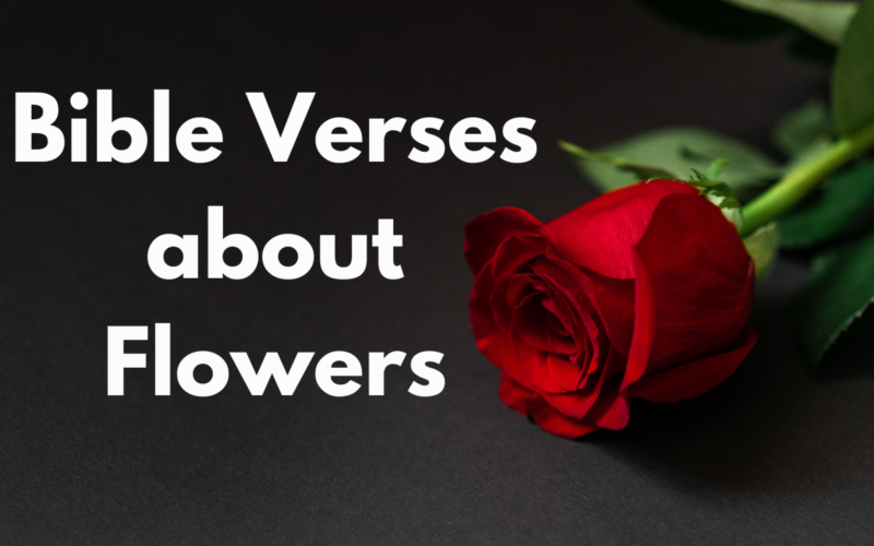 Bible Verses about Flowers