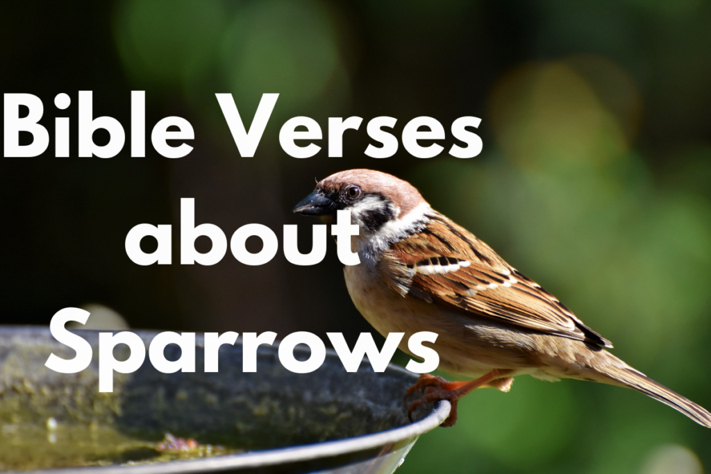 Bible Verses about Sparrows