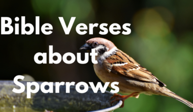 Bible Verses about Sparrows