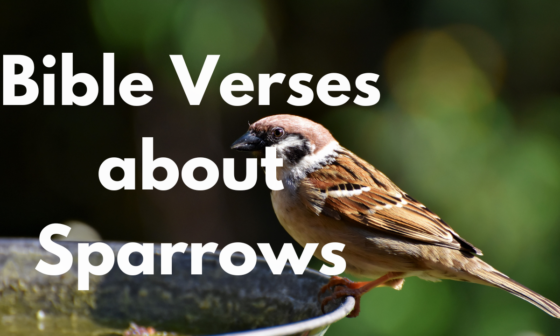 Bible Verses about Sparrows