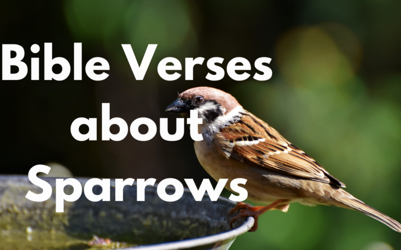 Bible Verses about Sparrows