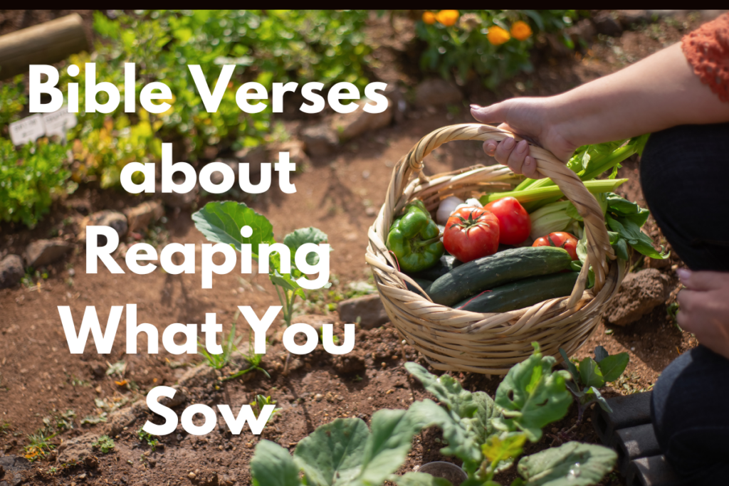 Bible Verses about Reaping What You Sow