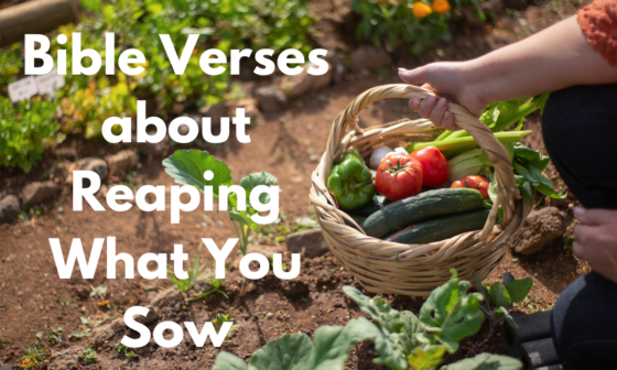 Bible Verses about Reaping What You Sow