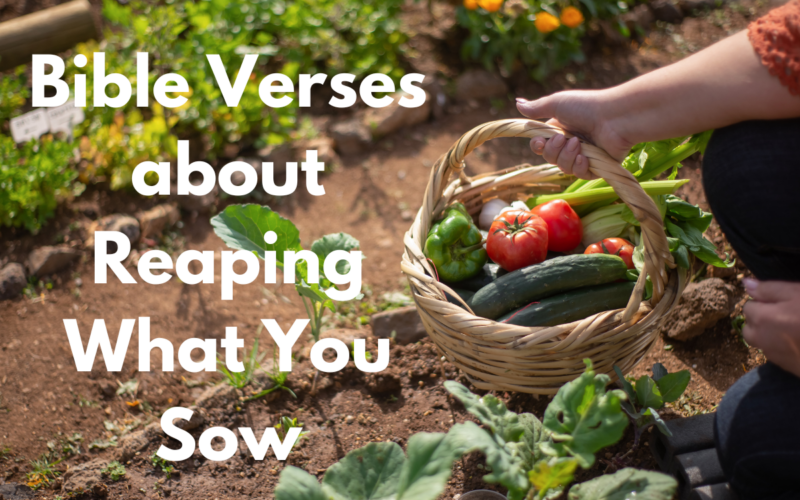 Bible Verses about Reaping What You Sow