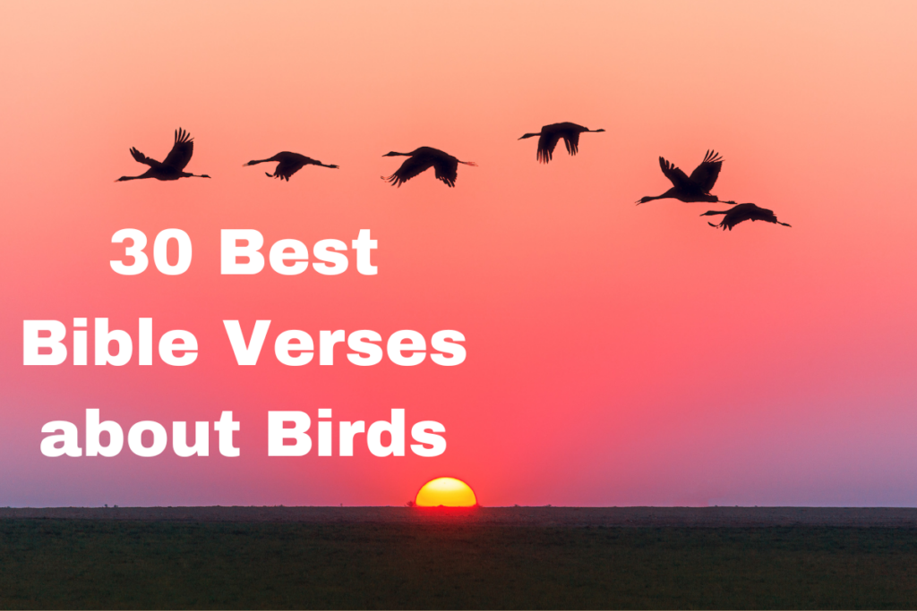 30 Best Bible Verses about Birds