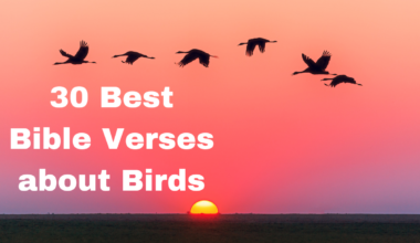 30 Best Bible Verses about Birds