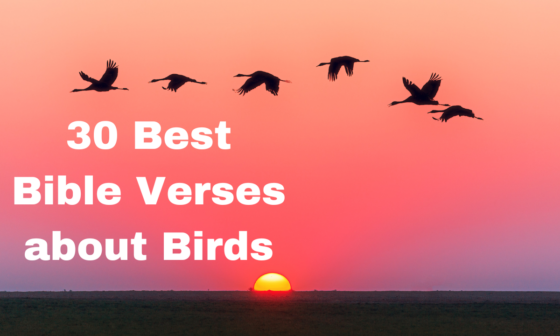 30 Best Bible Verses about Birds