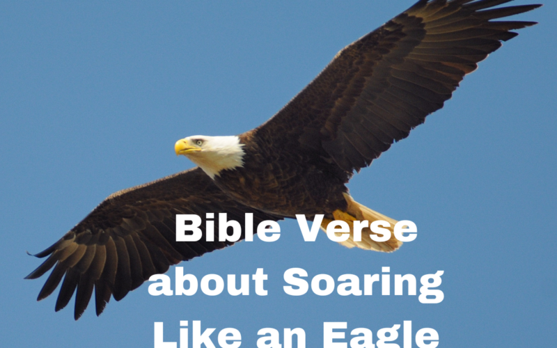 Bible Verse about Soaring Like an Eagle