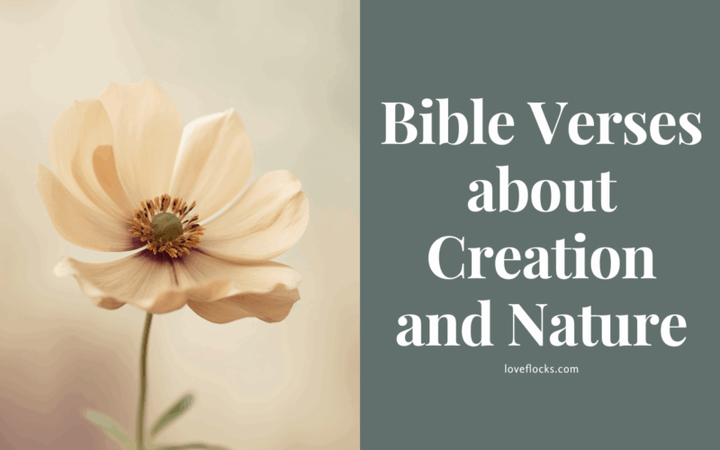 Bible Verses about Creation and Nature