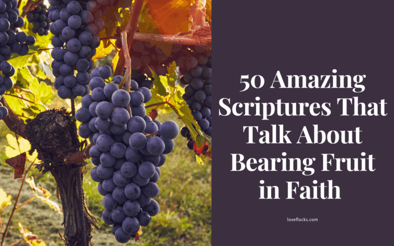 A vine with healthy grapes growing under sunlight near an open Bible