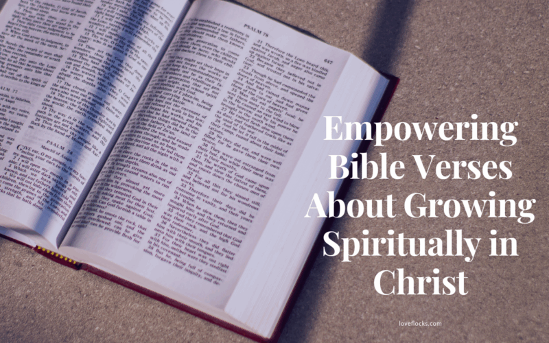 An open Bible under morning sunlight