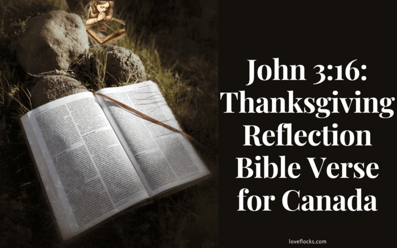 An open bible on a parcel of rocks surrounded with grasses.