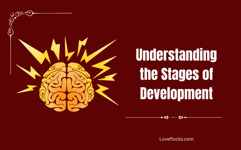 Understanding the Stages of Development