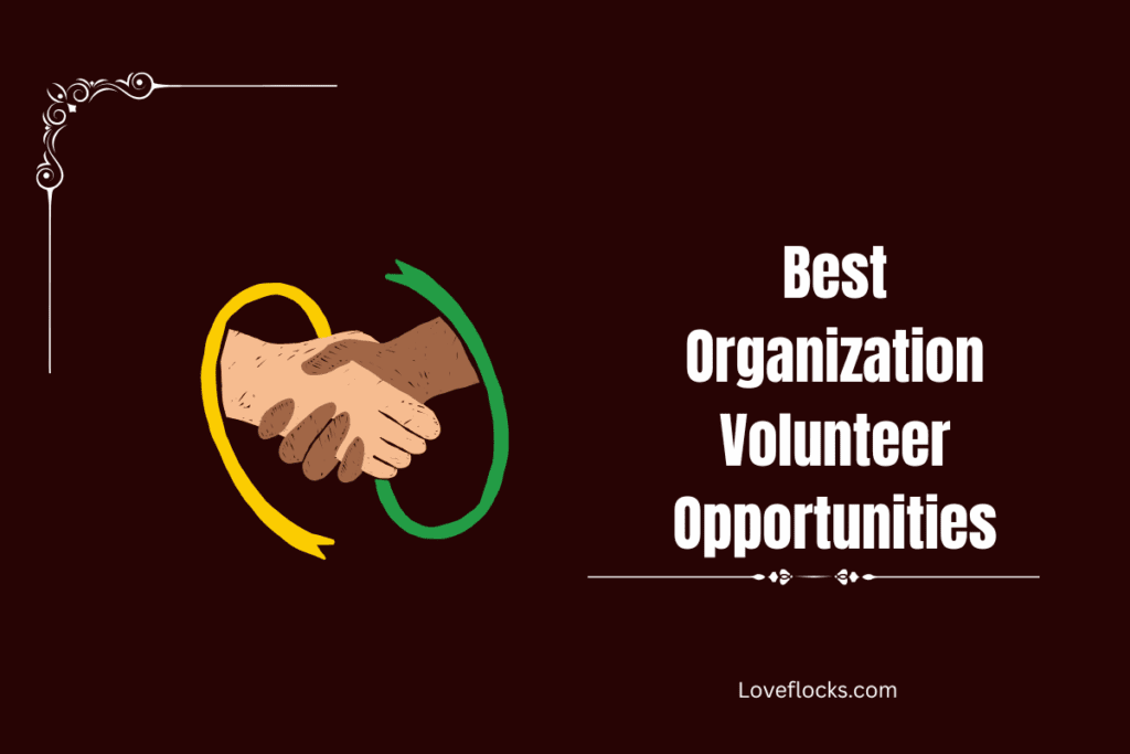 Best Organization Volunteer Opportunities
