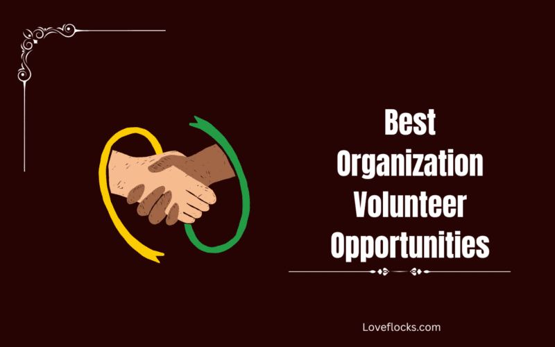 Best Organization Volunteer Opportunities