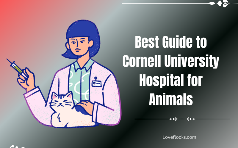 Best 2026 Guide to Cornell University Hospital for Animals