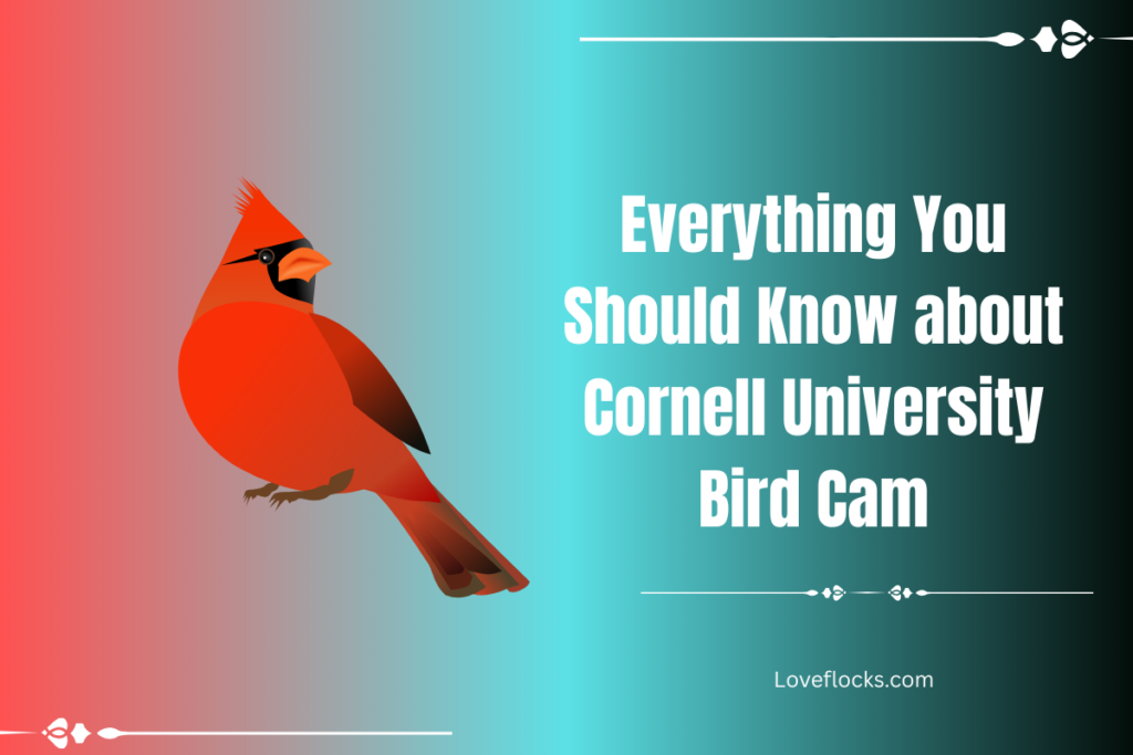 Everything You Should Know about Cornell University Bird Cam