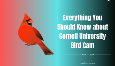 Everything You Should Know about Cornell University Bird Cam