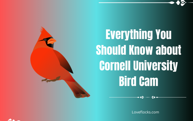 Everything You Should Know about Cornell University Bird Cam